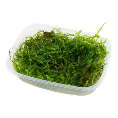 TAXIPHYLLUM BARBIERI
