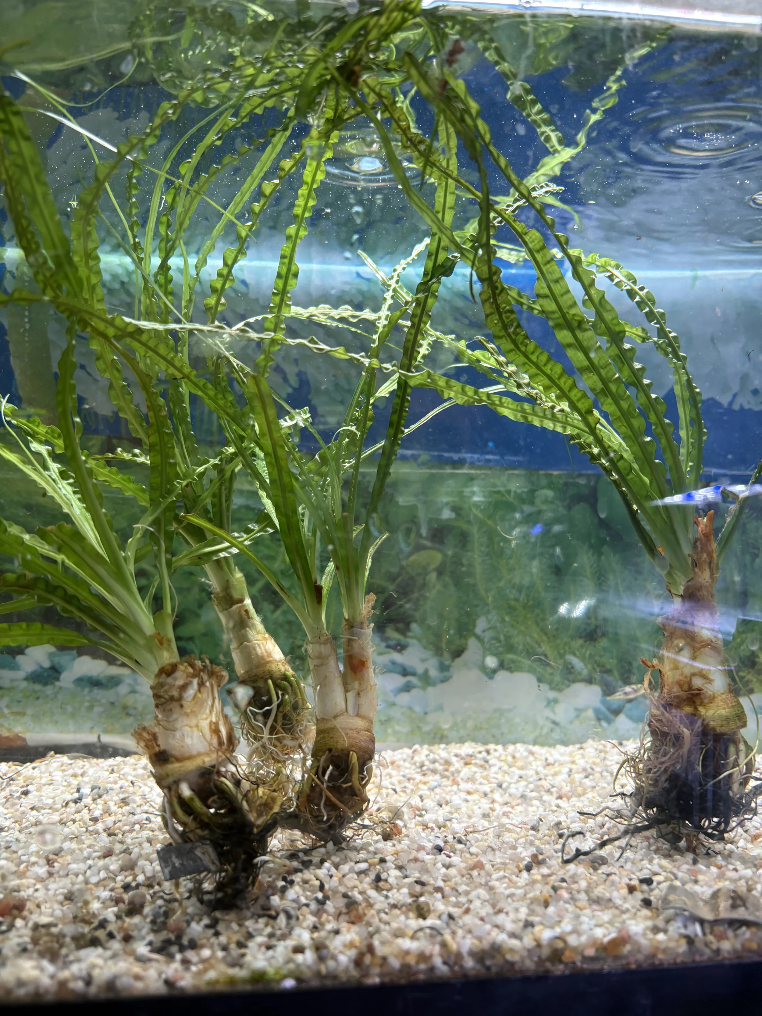 Crinum calamistratum bulb Florida Nurseries