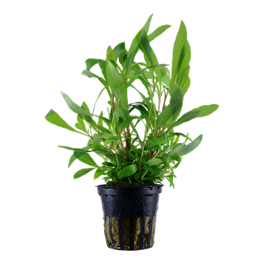 HYGROPHILA CORYMBOSA 'SIAMENSIS