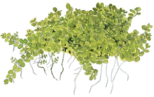 Micranthemum callitrichoides 'Cuba' 2.png