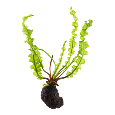 APONOGETON LONGIPLUMULOSUS