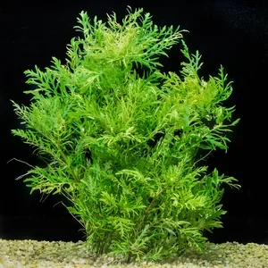 Hygrophila difformis  Florida Nurseries