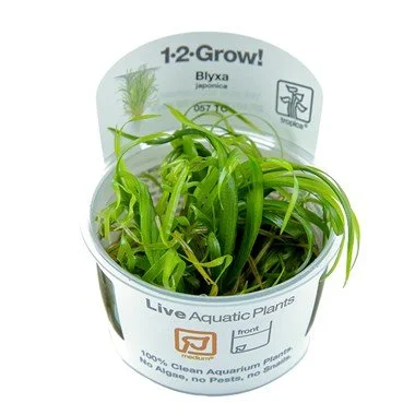 BLYXA JAPONICA 1-2-GROW!