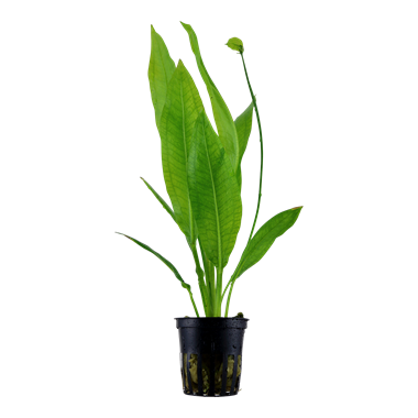 ECHINODORUS GRISEBACHII 'BLEHERAE'