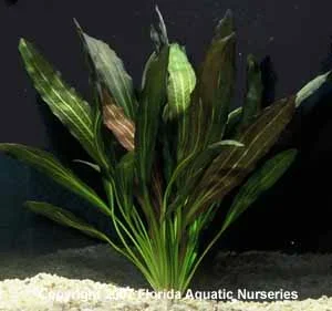 Echinodorus 'Rubin'  Florida Nurseries