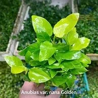 golden anubias.jfif