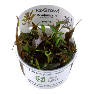 CRYPTOCORYNE UNDULATUS 'RED'