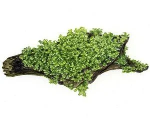 Riccardia chamedryfolia 2.jpeg