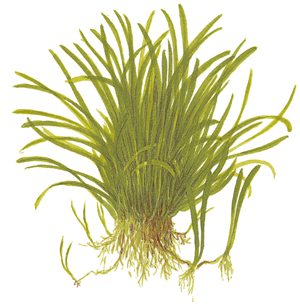 Lilaeopsis brasiliensis 2).png