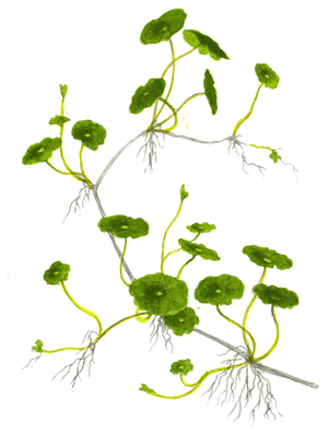 Hydrocotyle verticillata 2.png