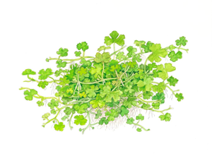 Hydrocotyle tripartita 2.png