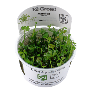 MARSILEA HIRSUTA