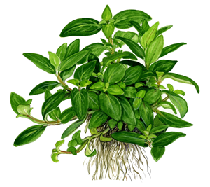 Staurogyne repens 2.png
