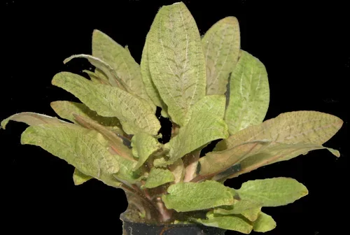 Cryptocoryne wendtii 'Bronze    Florida Nurseries