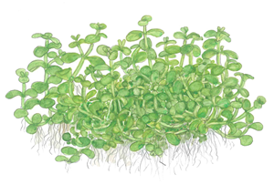 Micranthemum tweediei 'Monte Carlo' 2).png