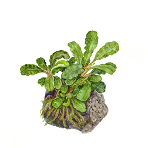 Bucephalandra pygmaea 'Bukit Kelam' 2.png