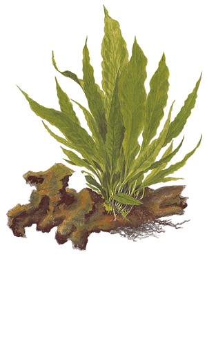 Microsorum pteropus 2).png