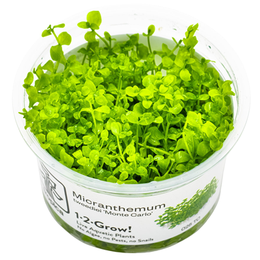 Micranthemum tweediei 'Monte Carlo'.png