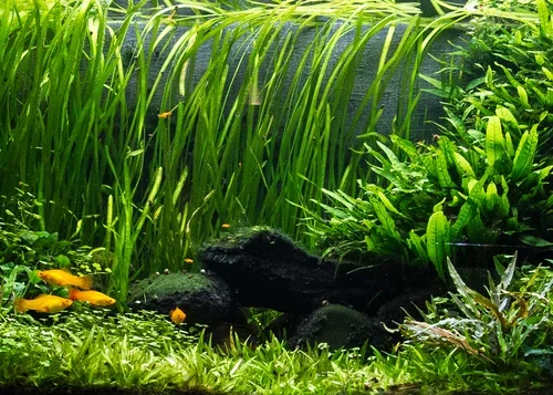 Vallisneria+tank+(1+of+1)-3.webp