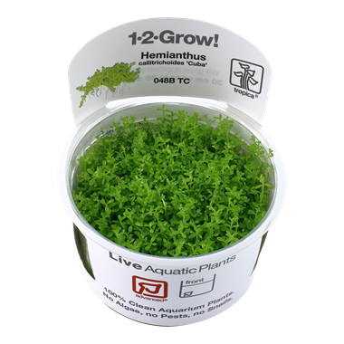 HEMIANTHUS CALLITRICHOIDES 'CUBA'