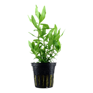 HYGROPHILA POLYSPERMA