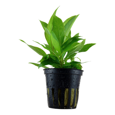 HYGROPHILA CORYMBOSA 'SIAMENSIS'