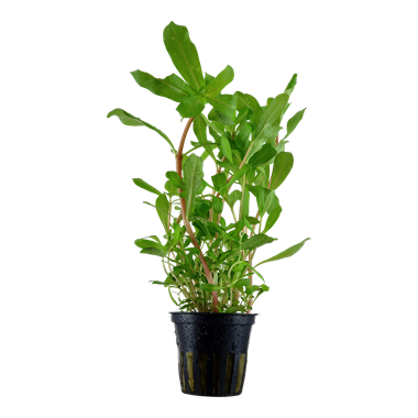NESAEA CRASSICAULIS