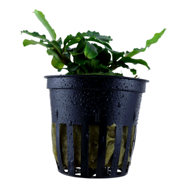 BUCEPHALANDRA PYGMAEA 'WAVY GREEN'