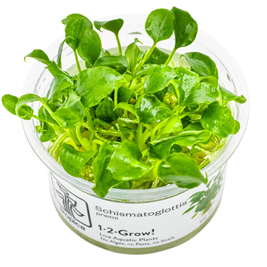 Schismatoglottis.png