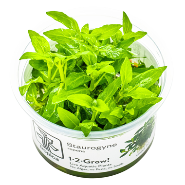Staurogyne repens.png