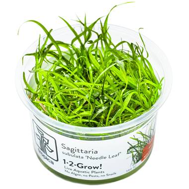 Sagittaria subulata needle.png
