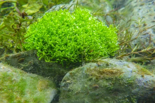 Riccia fluitans  Florida Nurseries
