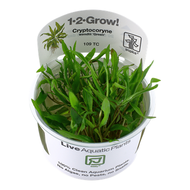 CRYPTOCORYNE WENDTII 'GREEN'