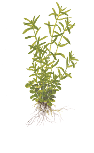 rotala green 2.png