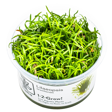 Lilaeopsis brasiliensis.png