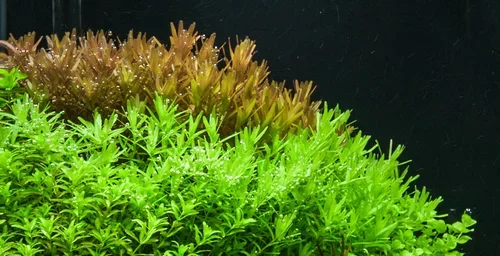 Rotala+rotundifolia+tank+3+(1+of+1).webp