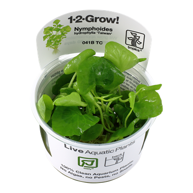 NYMPHOIDES HYDROPHYLLA 'TAIWAN'