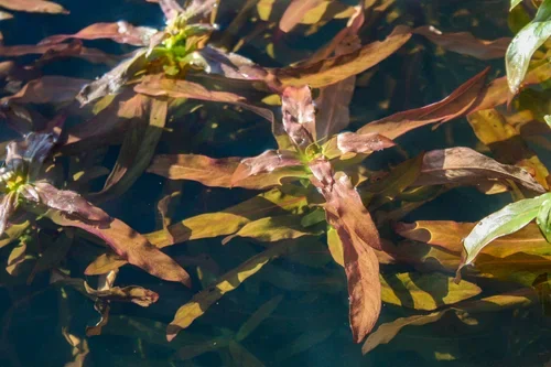 Nesaea+crassicaulis+(1+of+1).webp