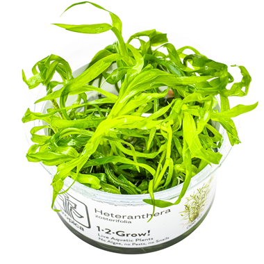 Heteranthera zostererifolia.png