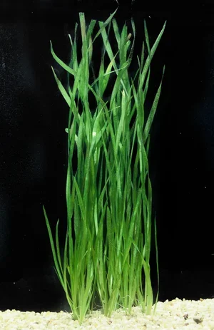 Vallisneria spiralis