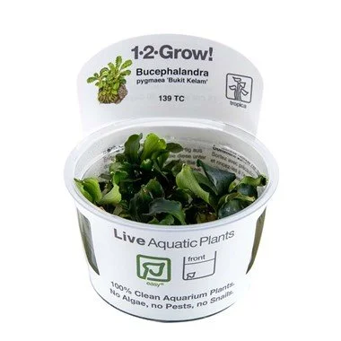 BUCEPHALANDRA PYGMAEA 'BUKIT KELAM'