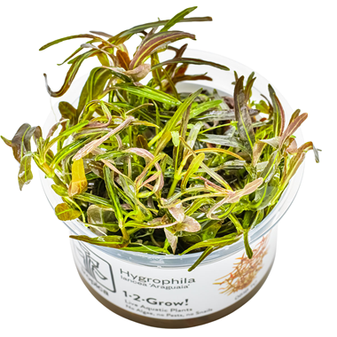 Hygrophila lancea 'Araguaia'