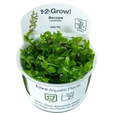 BACOPA CAROLINIANA 1-2-GROW!