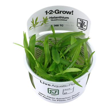 HELANTHIUM BOLIVIANUM 'QUADRICOSTATUS'