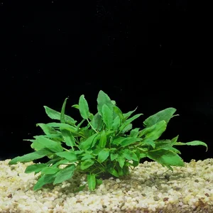 Cryptocoryne wendtii 'Green'  Florida Nurseries