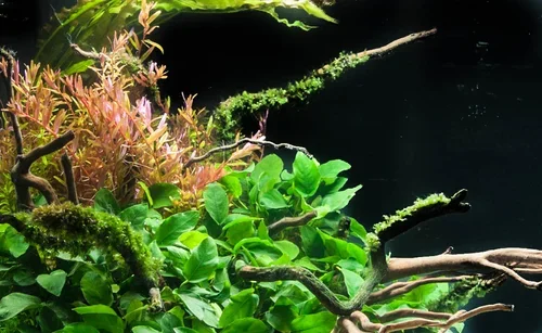 Rotala+rotundifolia+tank+4+(1+of+1).webp