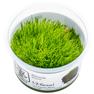 riccia fluitans.png