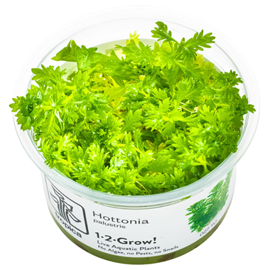Hottonia palustrs.png