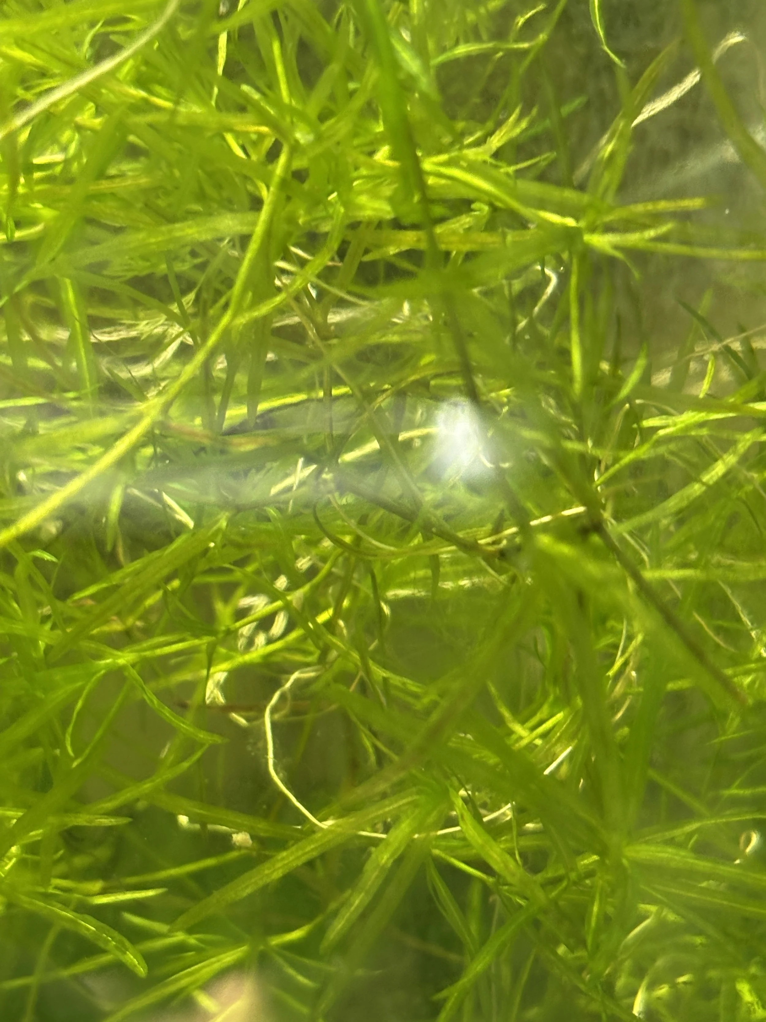 guppy grass.jpg