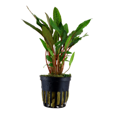 CRYPTOCORYNE BECKETTII 'PETCHII'